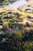 Juniper